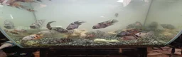 Cichlids fish for sale: convicts Free in Cannock - Advert 2