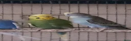 Budgerigars birds for sale: 6 budgies  - Advert 6