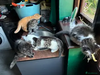 Mixed Breed cats Stunning playful healthy cuddly 5 kittens - Advert 5