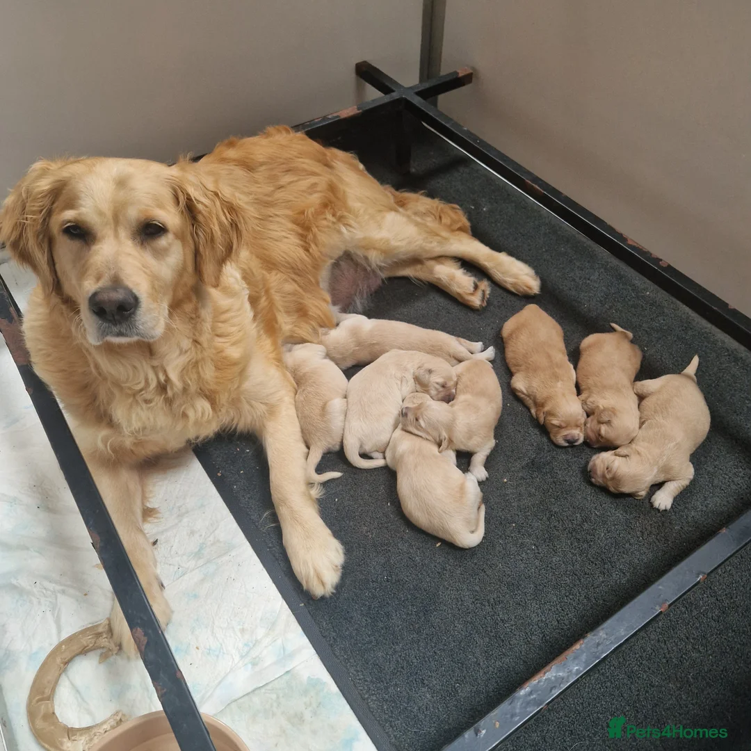 Golden Retriever dogs for sale: Stunning golden Girls - Advert 2