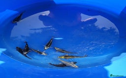 Koi Carp fish for sale: Koi carp for sale  in Widnes - Image 1
