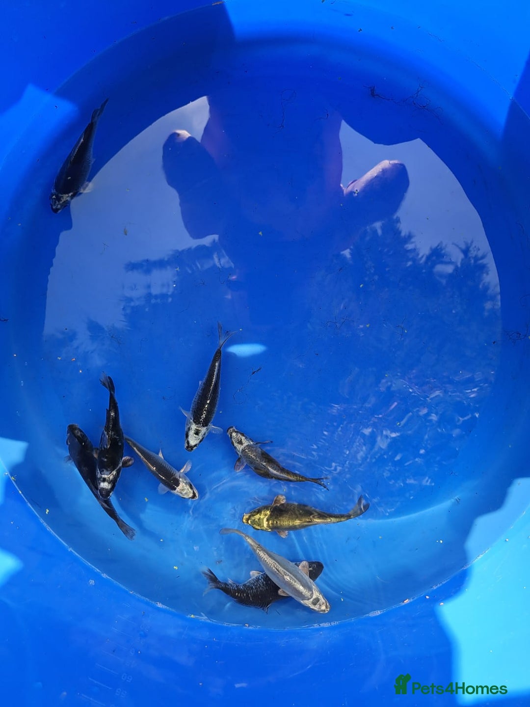 Koi Carp fish for sale: Koi carp for sale  in Widnes - Image 1