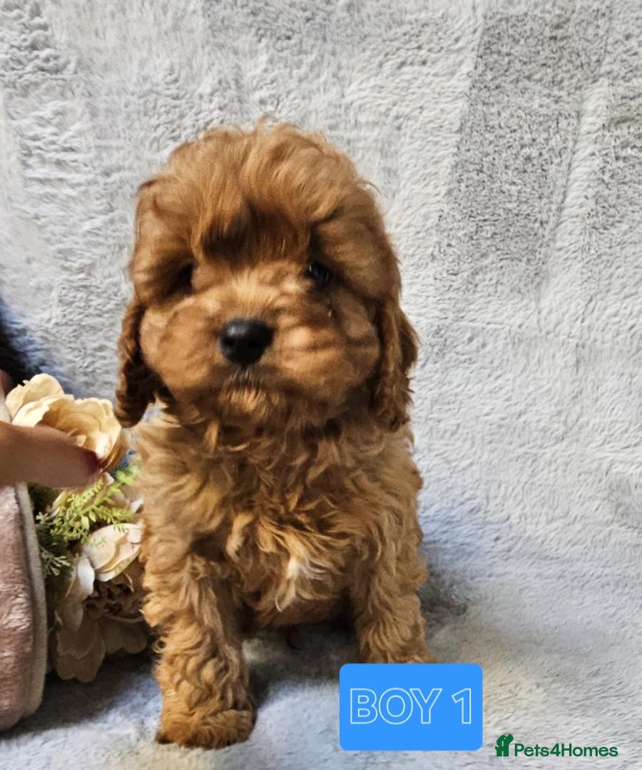 Cavapoo dogs Health checked cavapoo puppies - Advert 5