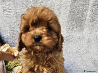 Cavapoo dogs Health checked cavapoo puppies - Advert 5