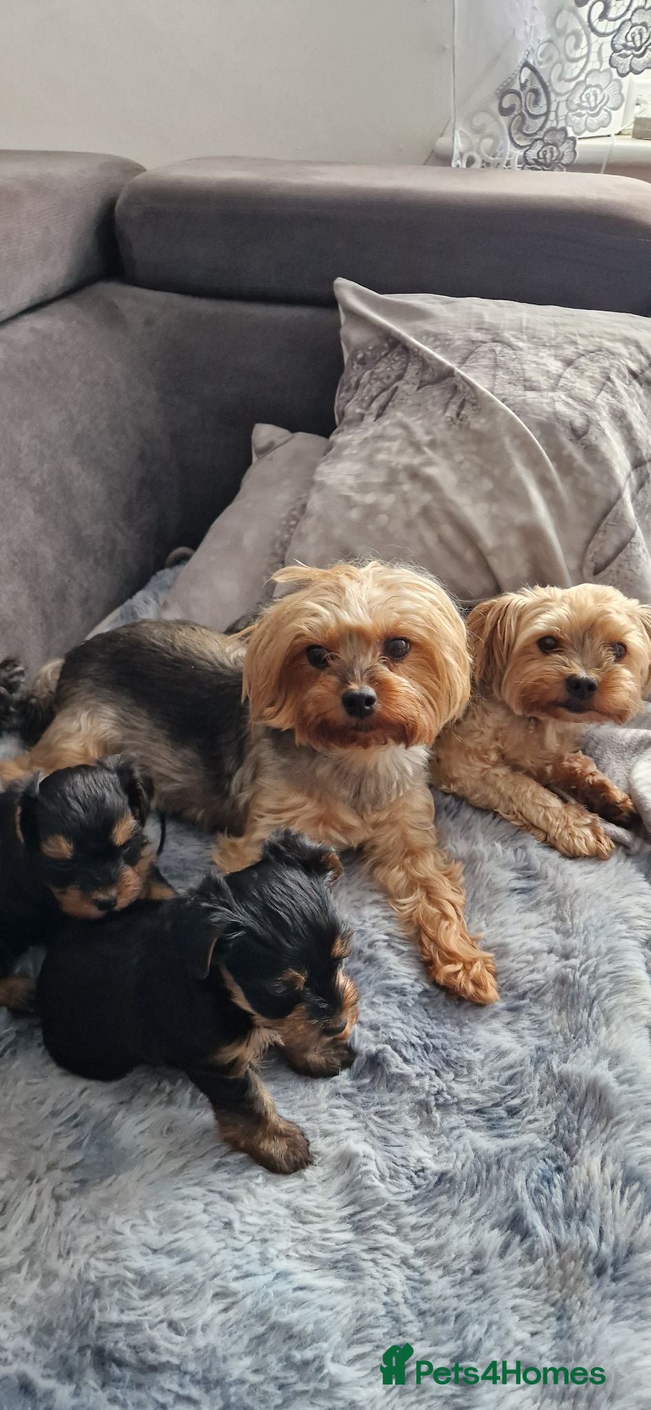 Yorkshire Terrier dogs Yorkshire terrier puppies 🐶  - Advert 2