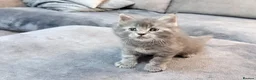 Maine Coon cats for sale: Stunning Maine coon kitten  - Advert 5