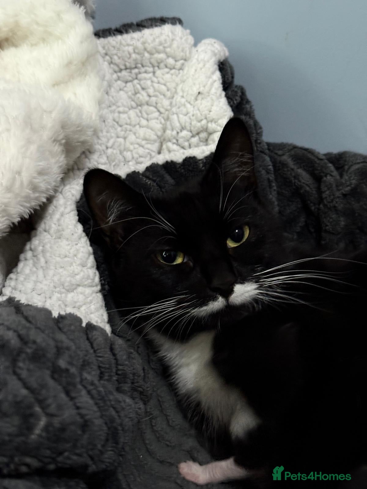 Mixed Breed cats Gorgeous kittens for sale! - Advert 1