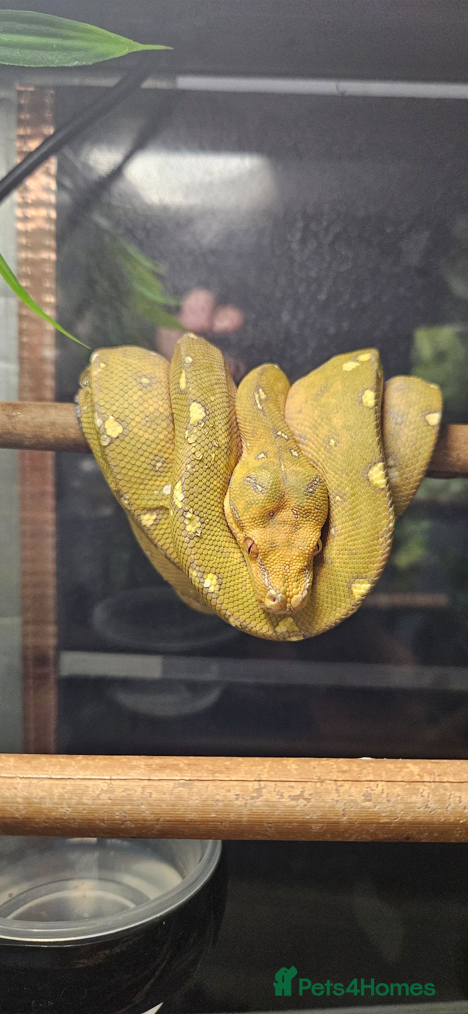 Python Snake reptiles Green Tree Python  - Advert 2
