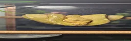 Python Snake reptiles for sale: Green Tree Python  - Advert 1