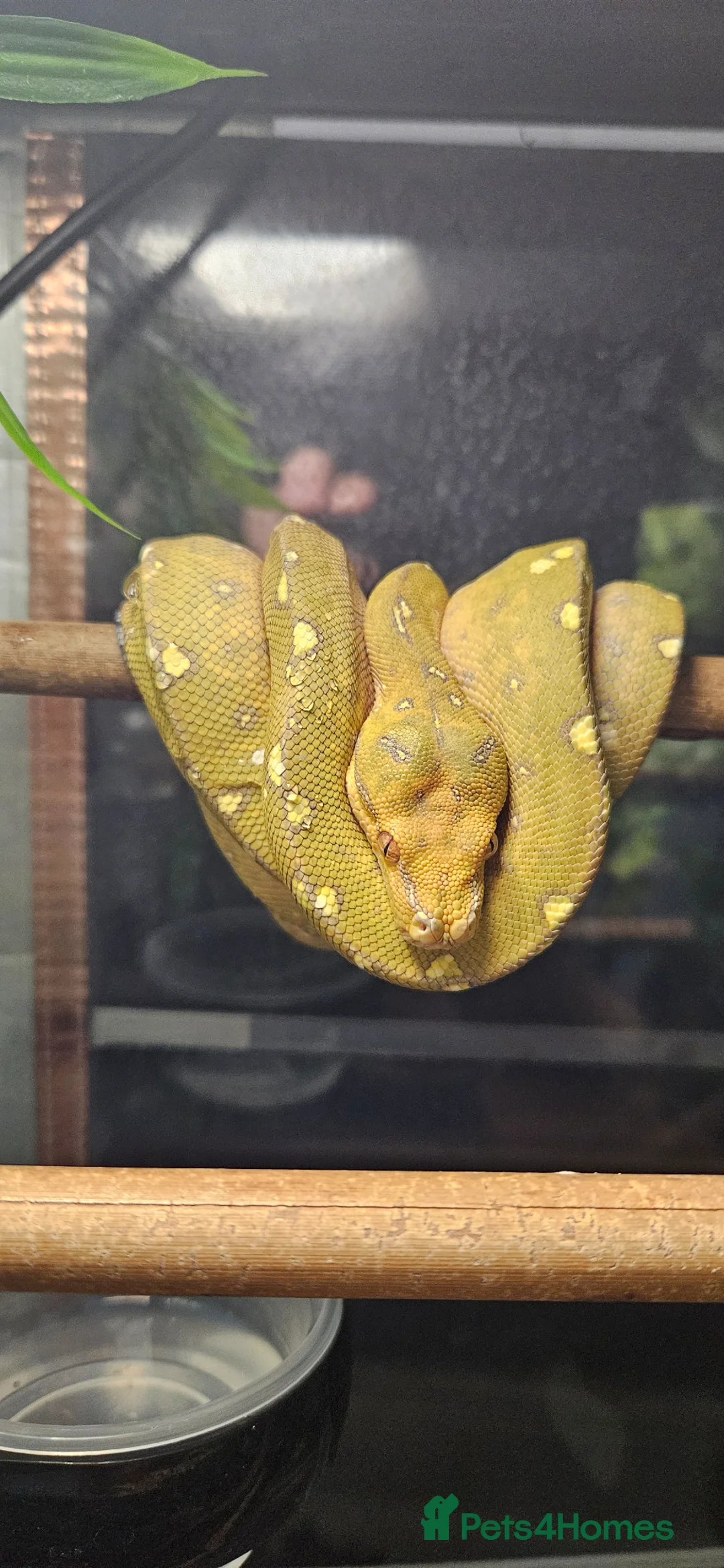 Python Snake reptiles for sale: Green Tree Python  - Advert 1