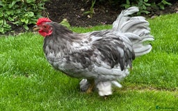 Chickens poultry for sale: Young Pekin Cockerels Available - Image 2