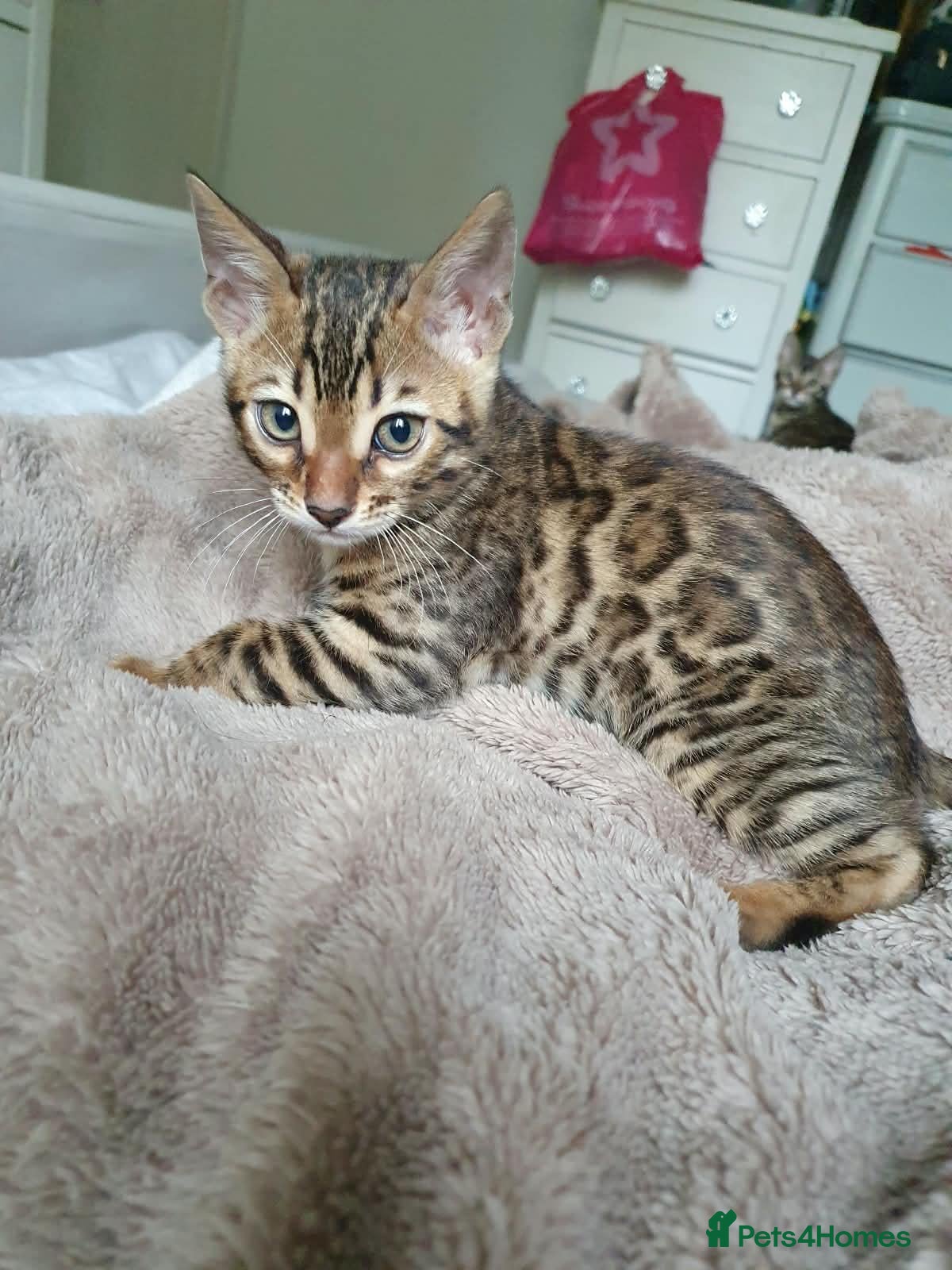 Bengal cats Bengal kittens - Advert 11
