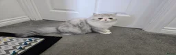 Persian cats for sale: Persian Kittens – Bi-Color - Thick Fur Punch Face - Advert 6