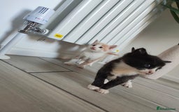 Mixed Breed cats for sale: 4 Mixed Breed Kittens  - Image 22