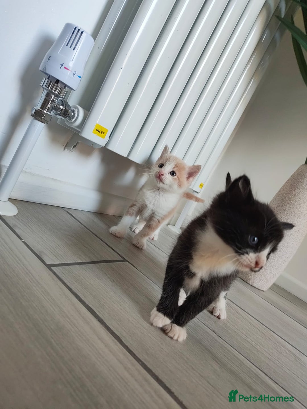 Mixed Breed cats for sale: 4 Mixed Breed Kittens  - Image 22