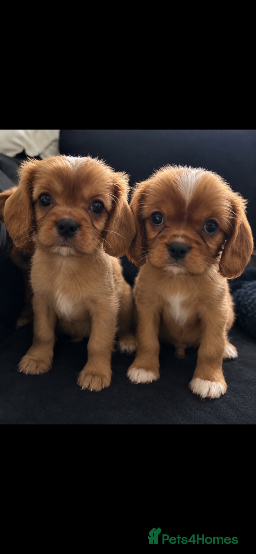 Cavalier King Charles Spaniel dogs for sale: King Charles cavalier puppies - Advert 1