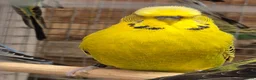 Budgerigars birds for sale: For Breeders only - Advert 5