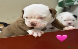 Old Tyme Bulldog dogs for sale: 🩷🩷Old Tyme Bulldog Puppies🩷🩷 - Image 20