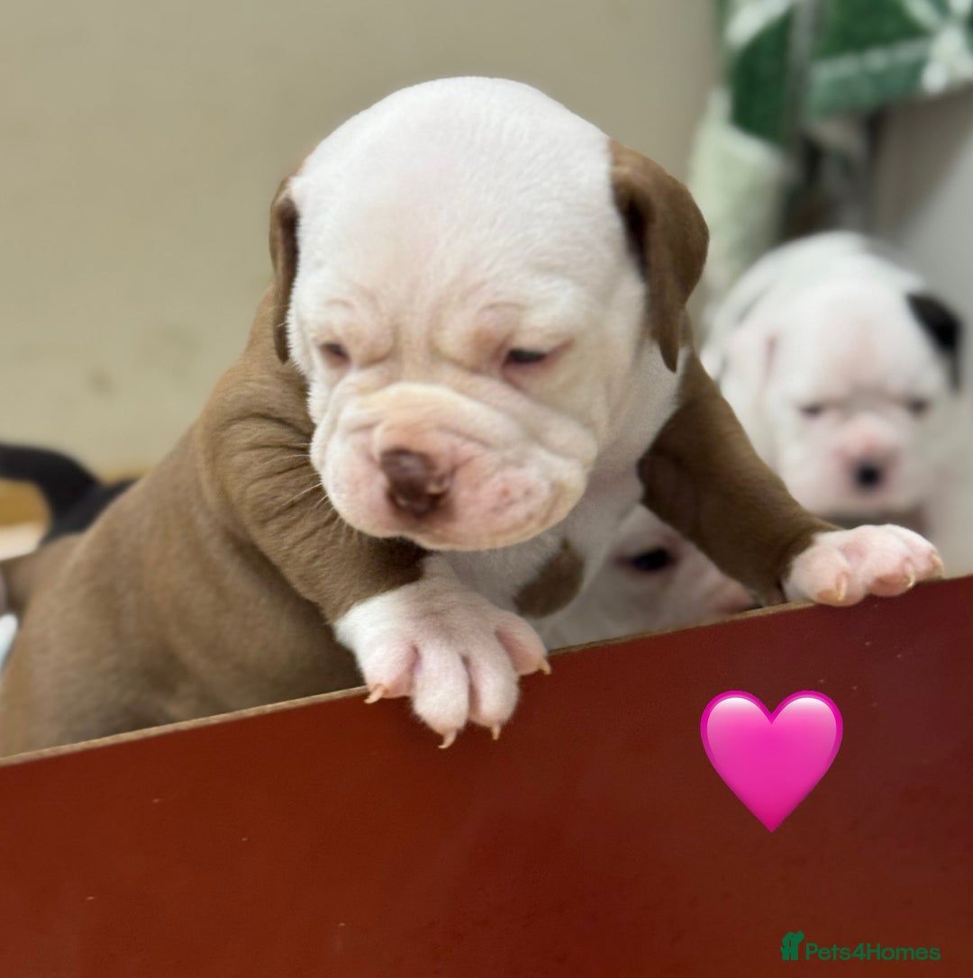 Old Tyme Bulldog dogs for sale: 🩷🩷Old Tyme Bulldog Puppies🩷🩷 - Image 20