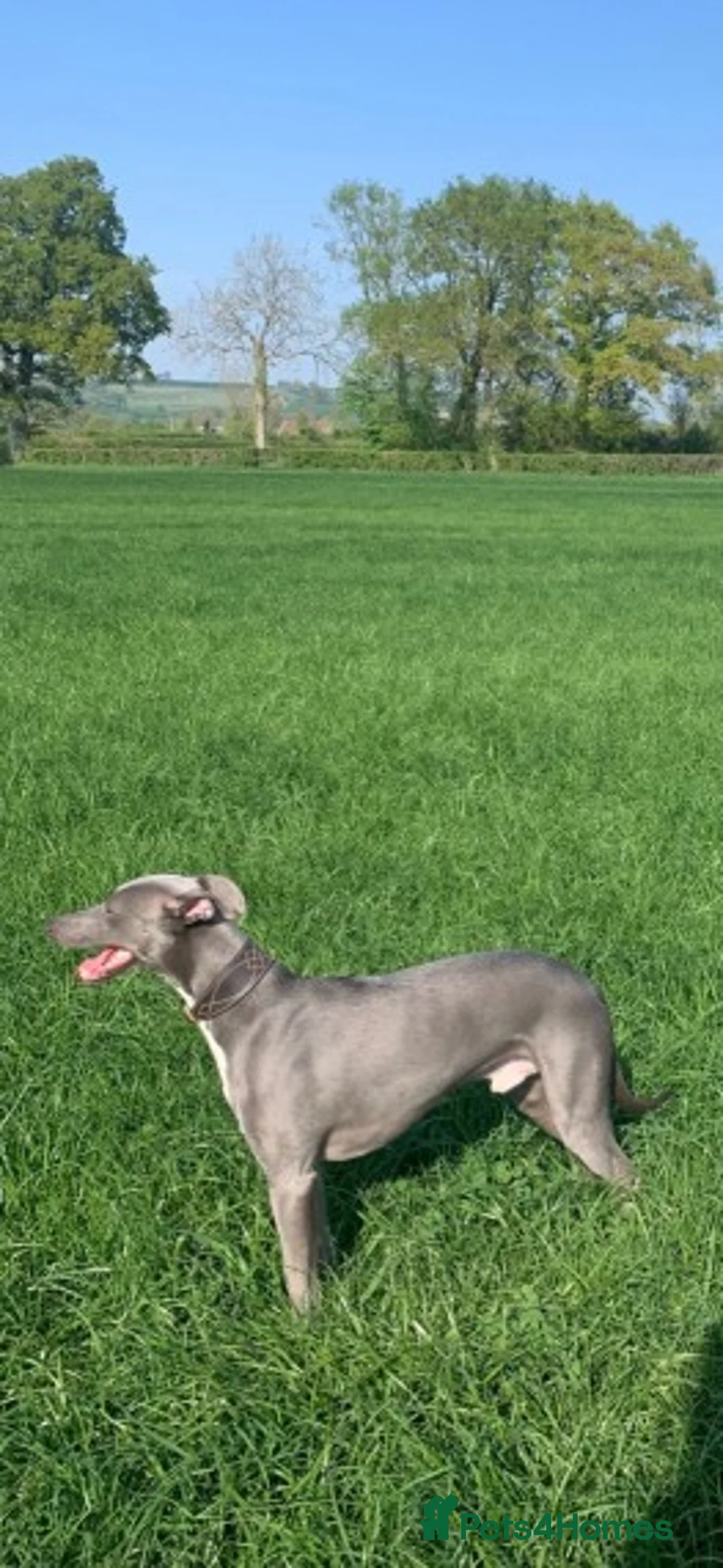 Whippet dogs for stud: Whippet stud dog in Somerton - Advert 4