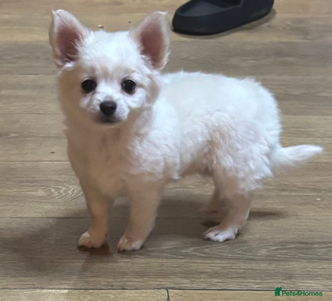 Chihuahua dogs for sale: Stunning Teddy Bear Chihuahua Girls - Image 6