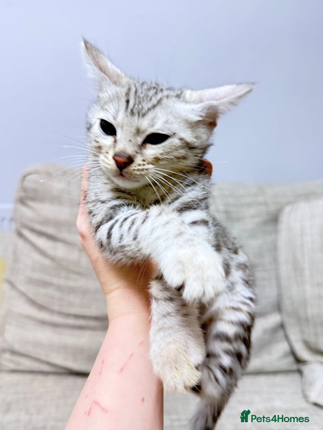 Bengal cats for sale: purebred Bengal kittens - Advert 5