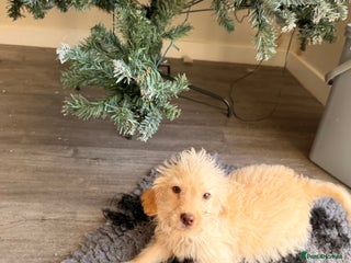 Labrador Retriever dogs Ready now labradoodles puppies - Advert 6