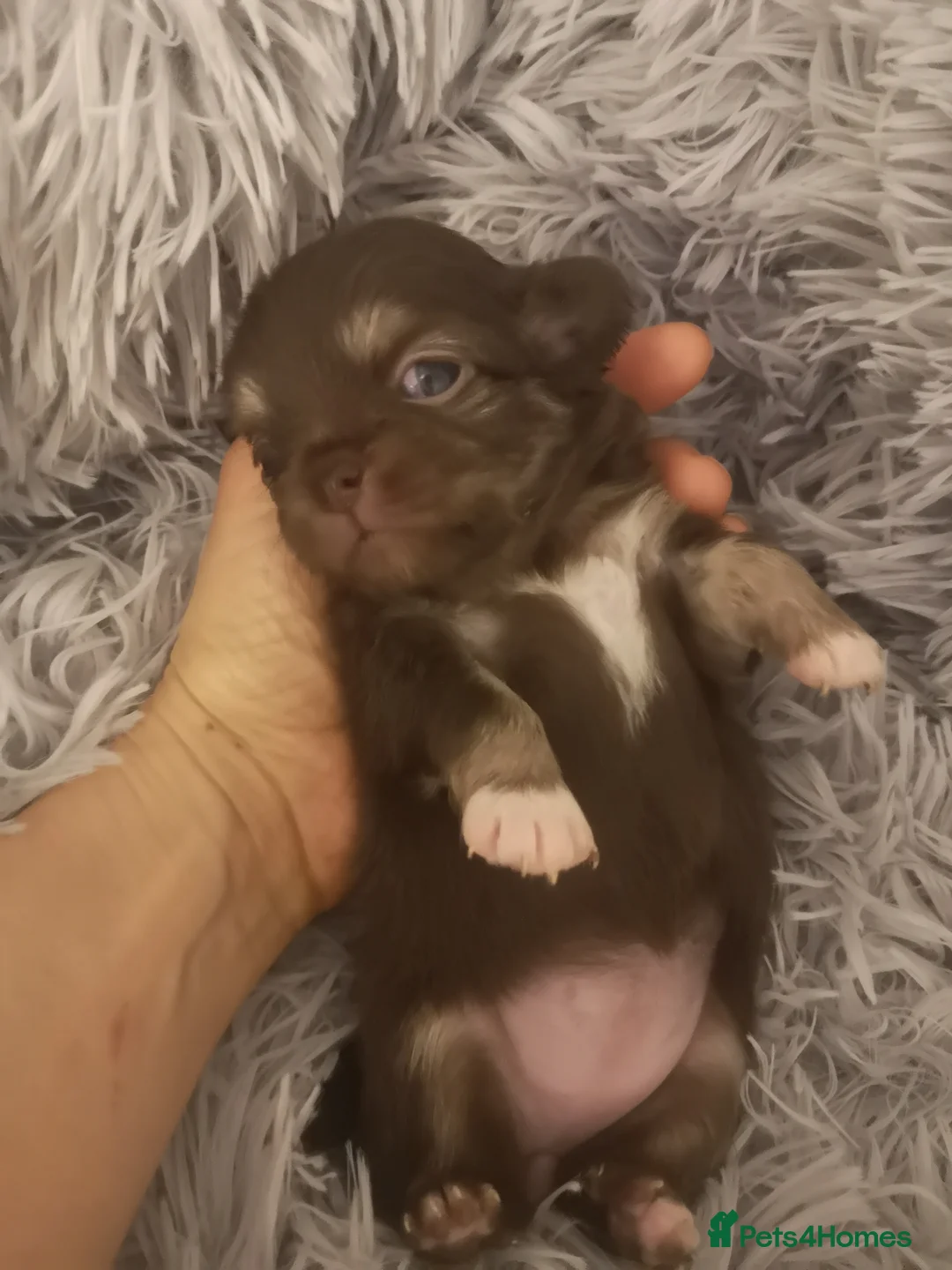 Chihuahua dogs for sale: Long haired chihuahua puppies - Advert 15