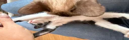 Siamese cats for sale: Siamese Mum Ragdoll±Bengal Dad Blue eyed kittens - Advert 15