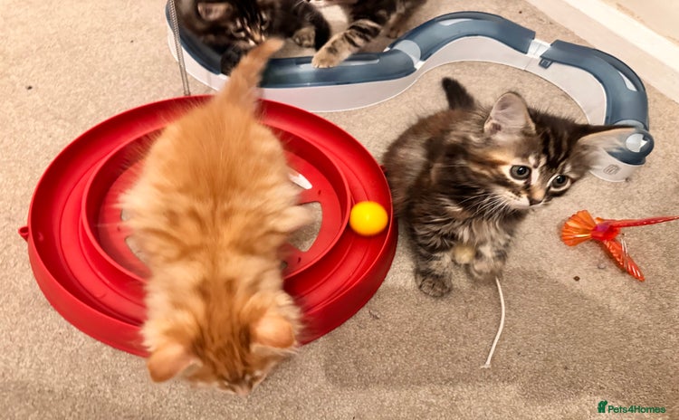 Mixed Breed cats Amiable mixed tabby kittens - Advert 1