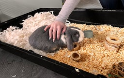 Mini Lop rabbits for sale: Ralph the mini lop - Image 4