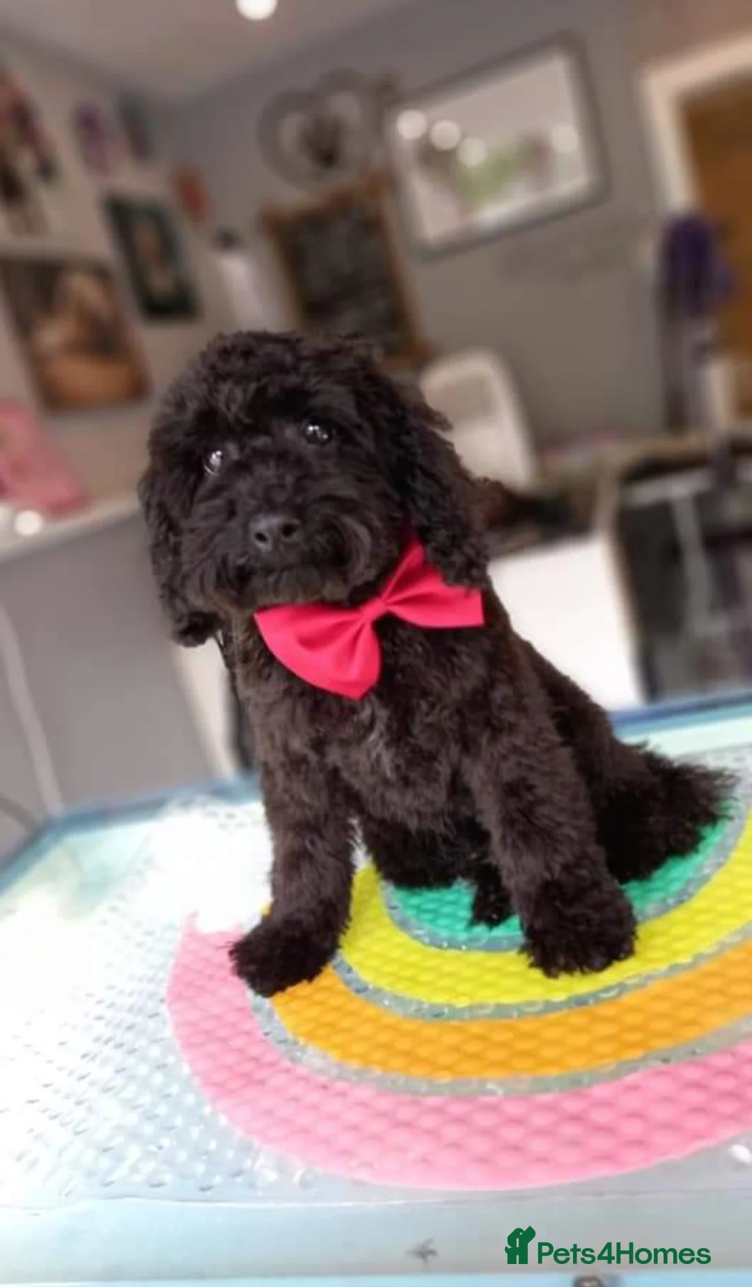 Toy Poodle dogs for stud: *STUD* Gorgeous KC Registered Toy Poodle in Manchester - Advert 2