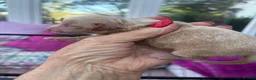 Cockapoo dogs for sale: Cockapoo f1 pups  in Montrose - Advert 6