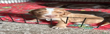 Cocker Spaniel 4