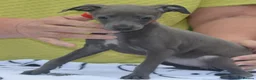 Italian Greyhound dogs for sale: KC reg Blue Italian greyhound puppys - Advert 6
