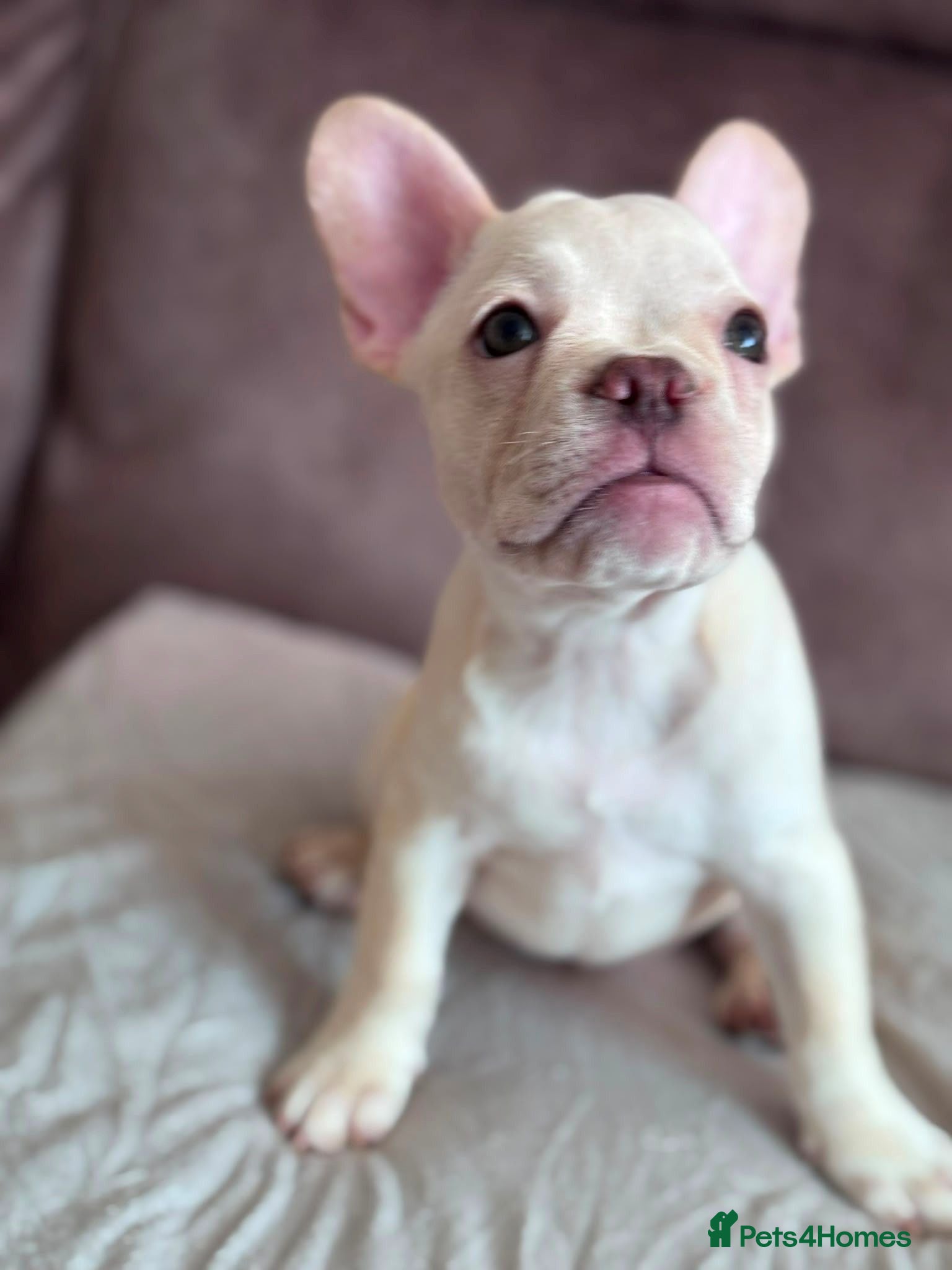 French Bulldog dogs READY NOW! Beautiful KC Reg French Bulldog Pups - Advert 15
