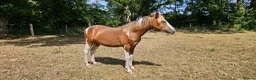 Welsh Section D horses for sale: Red & white filly Welsh pb  - Advert 2