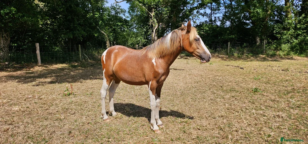 Welsh Section D horses for sale: Red & white filly Welsh pb  - Advert 2