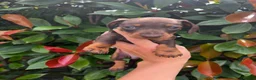Miniature Dachshund dogs for sale: KC Reg Miniature Dachshund  - Advert 3