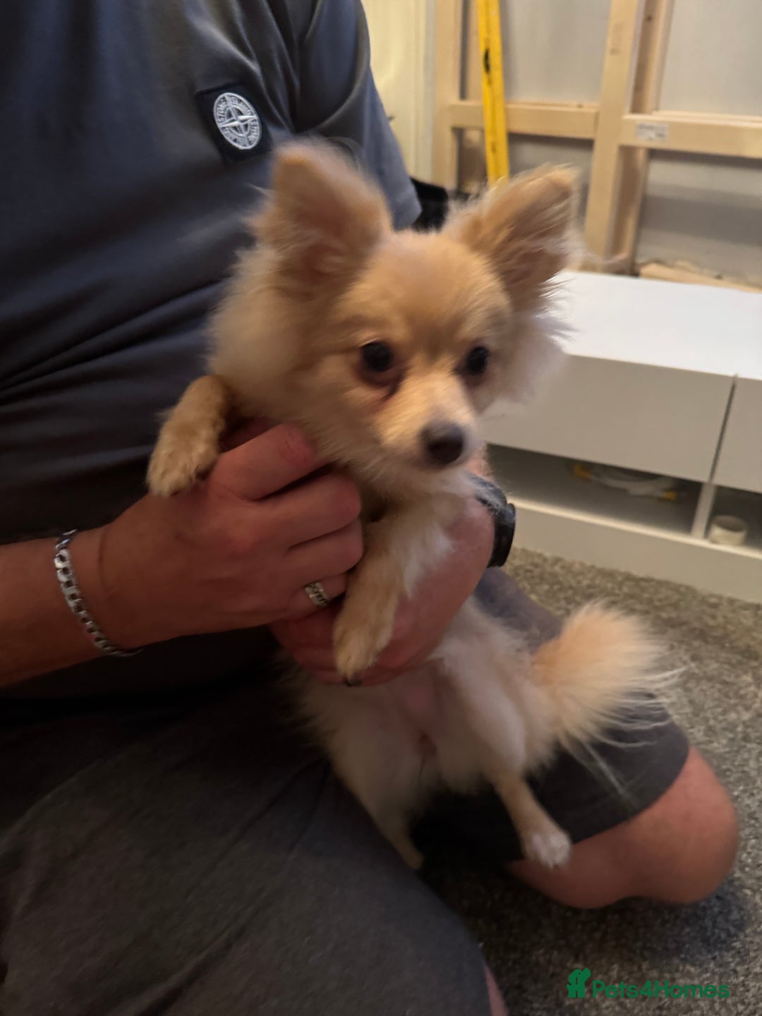 Pomeranian dogs for sale: 6 month old female Pomeranian.  - Image 1