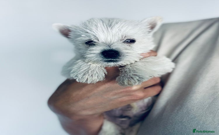 West Highland Terrier dogs - Advert 1
