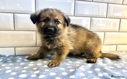 German Shepherd dogs for sale: KC Registered German Shepard Babies 🐾🐾🐾 - Image 9