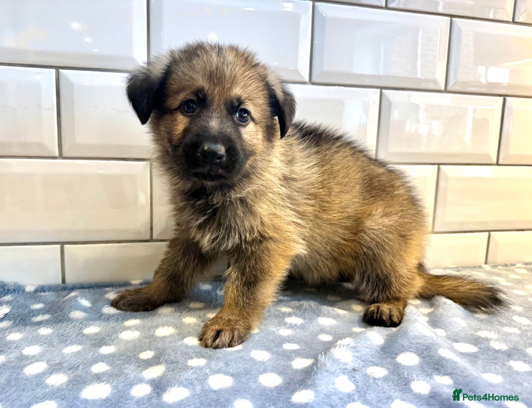 German Shepherd dogs for sale: KC Registered German Shepard Babies 🐾🐾🐾 - Image 9