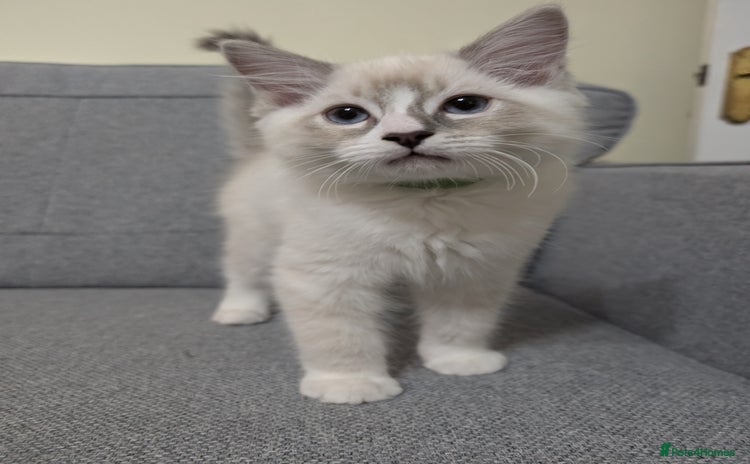 Ragdoll cats in Liverpool - Advert 9