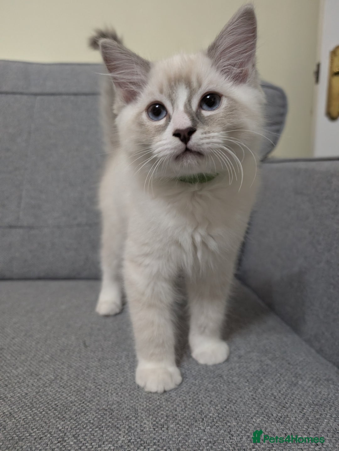 Ragdoll cats for sale: *READY NOW* GCCF Registered Ragdoll Kitten in Liverpool - Image 1