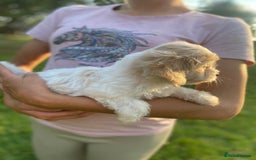 Cavachon dogs for sale: Cavachon puppies  - Image 3