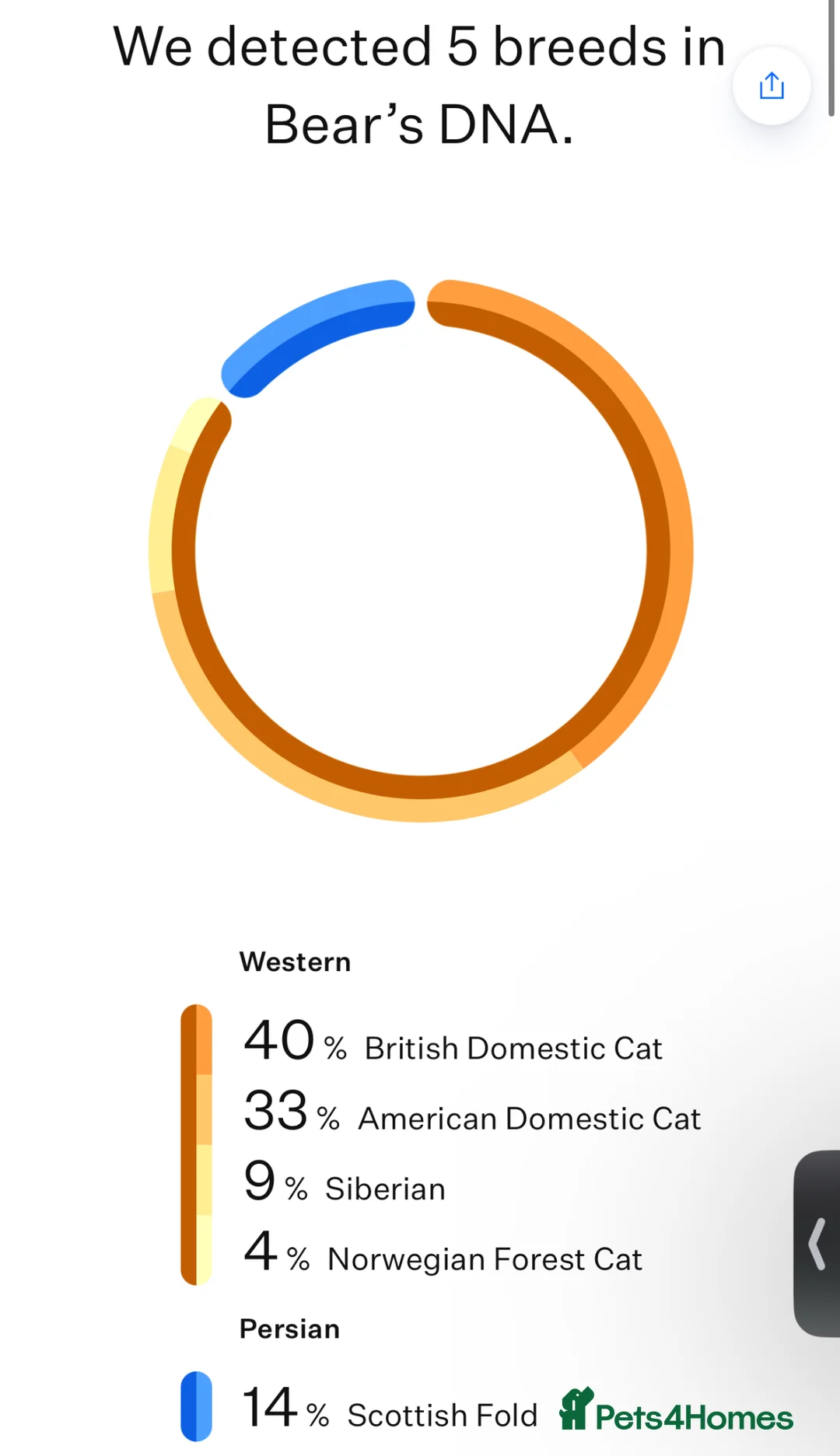 Mixed Breed cats for sale: Beautful Boy Bear *Indoor only* - Advert 4