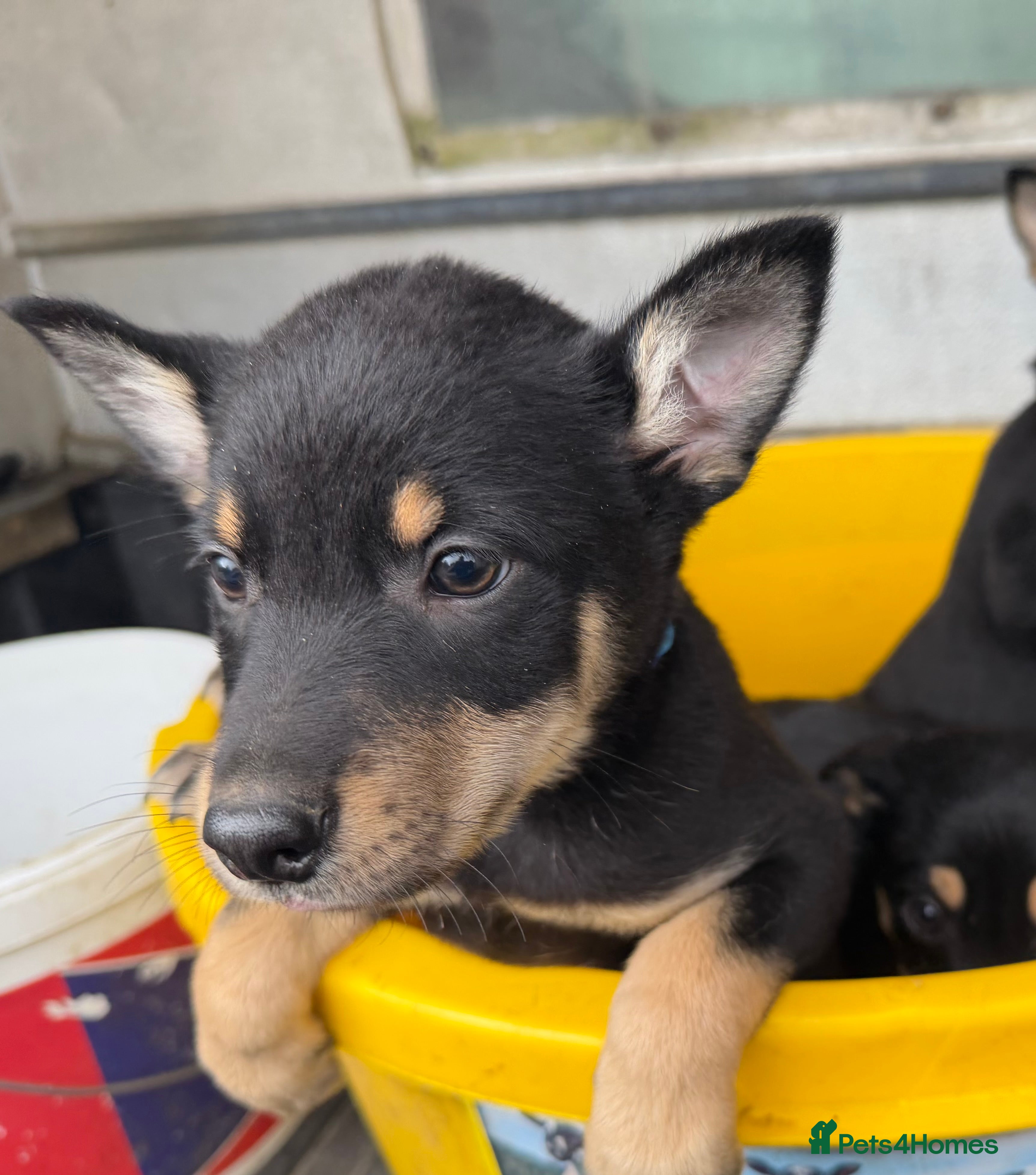 Australian Kelpie dogs Pure Bred Kelpie pups - Advert 2