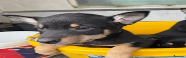 Australian Kelpie 3