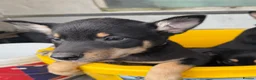 Australian Kelpie dogs for sale: Pure Bred Kelpie pups - Advert 2